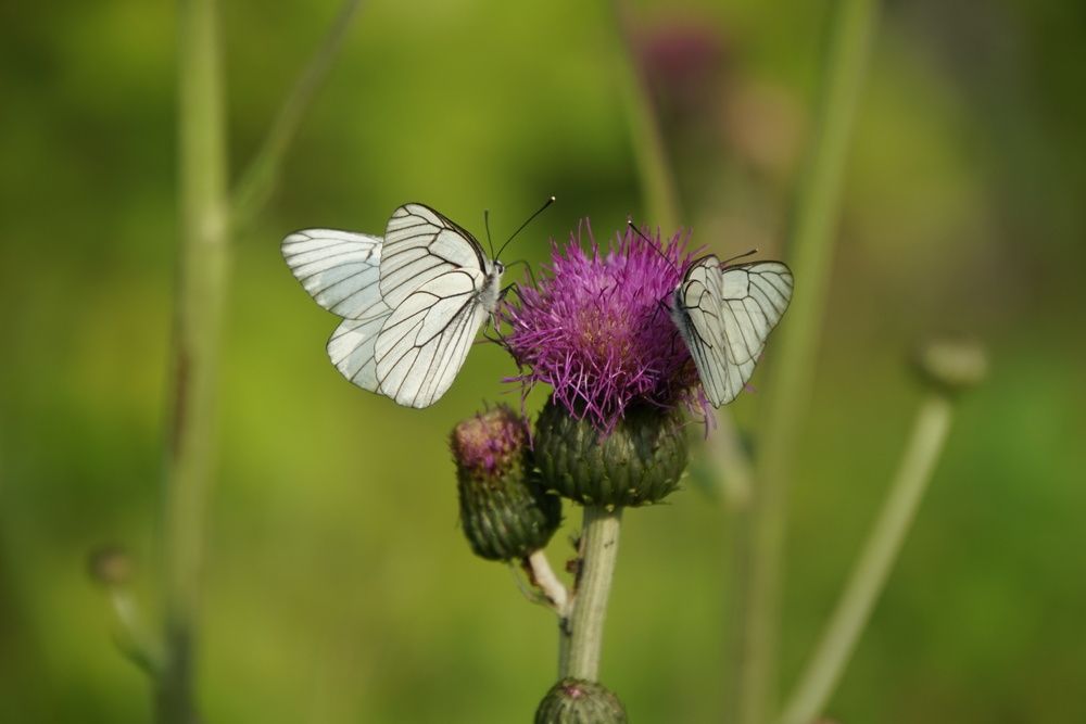 Photograph by сергей мишаков