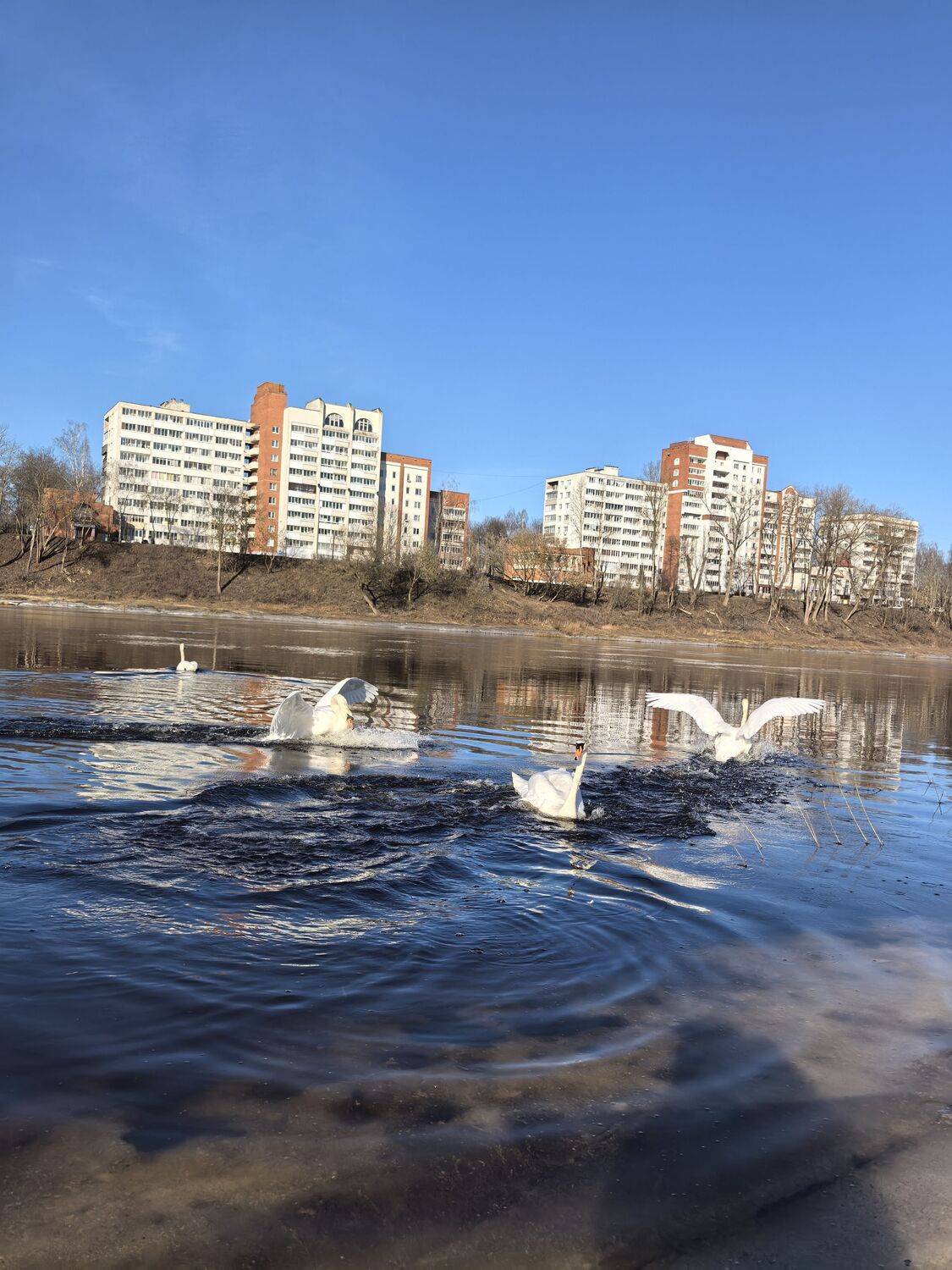 Photo #13696294