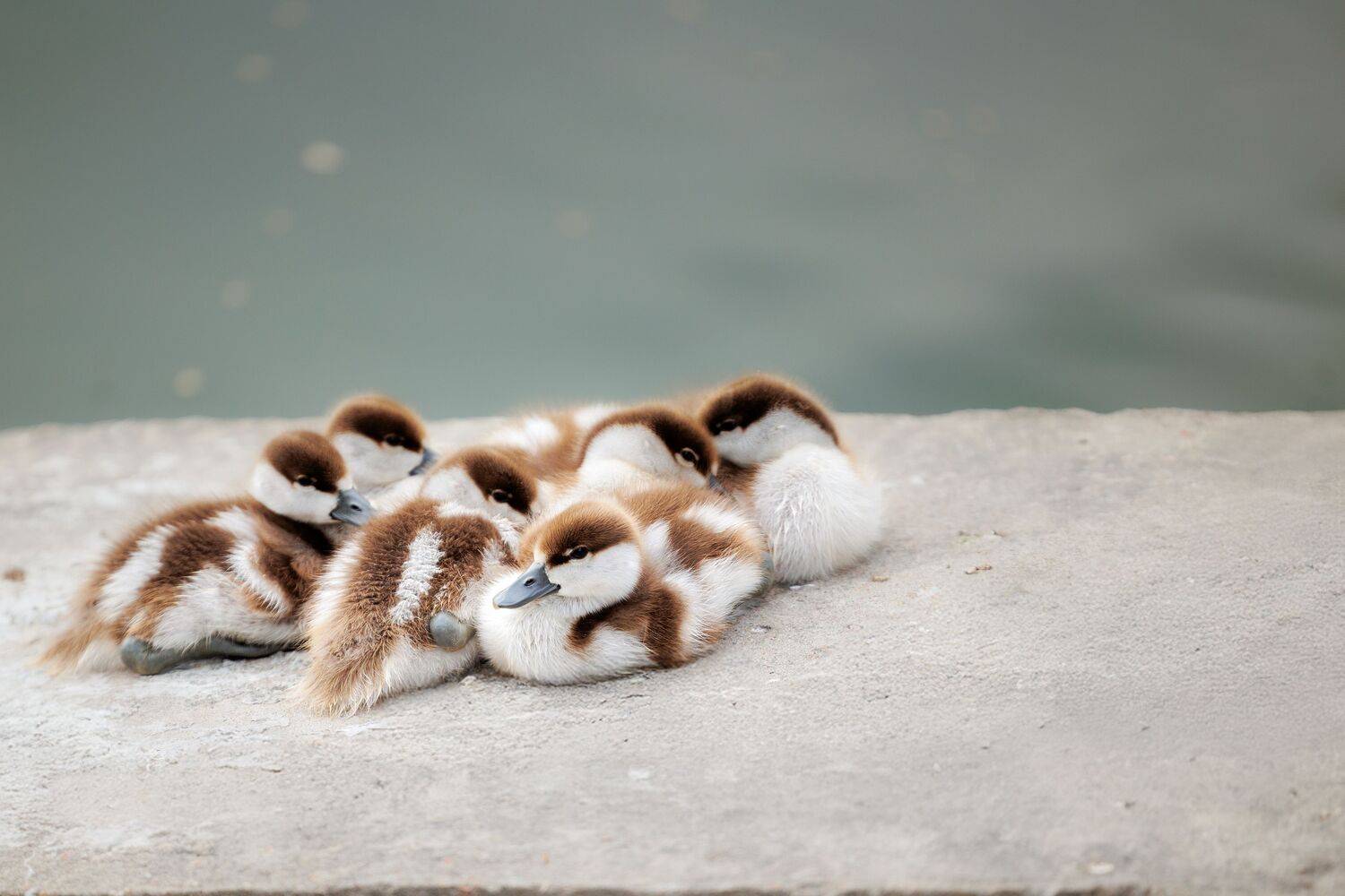 Photo #13696330