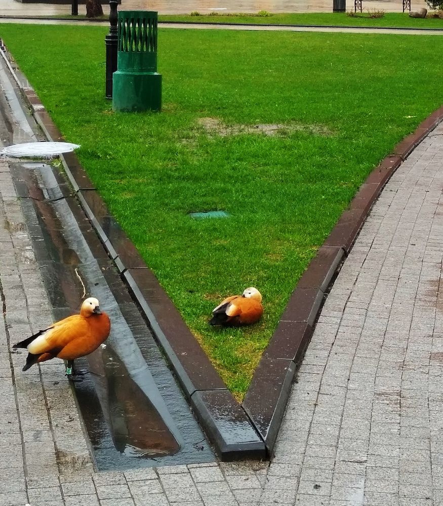 Photograph by Елена Эйнова