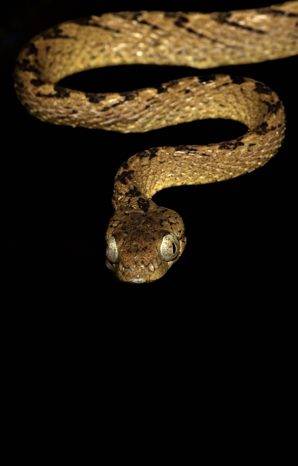 BEDDOME’S CAT SNAKE