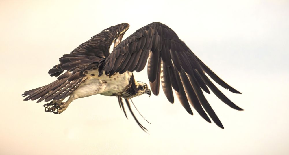OSPREY IN FIGHT