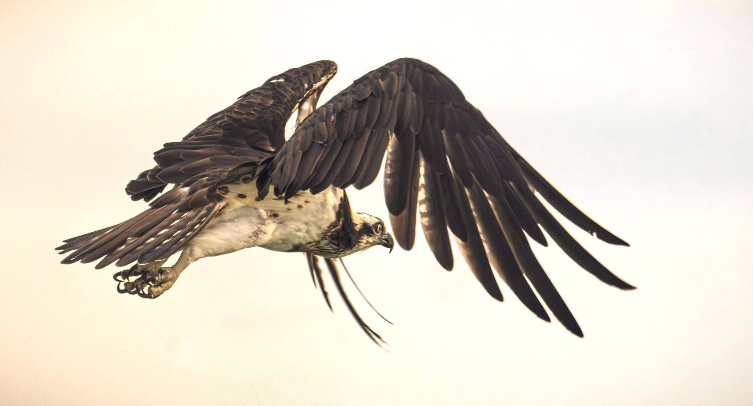 OSPREY IN FIGHT