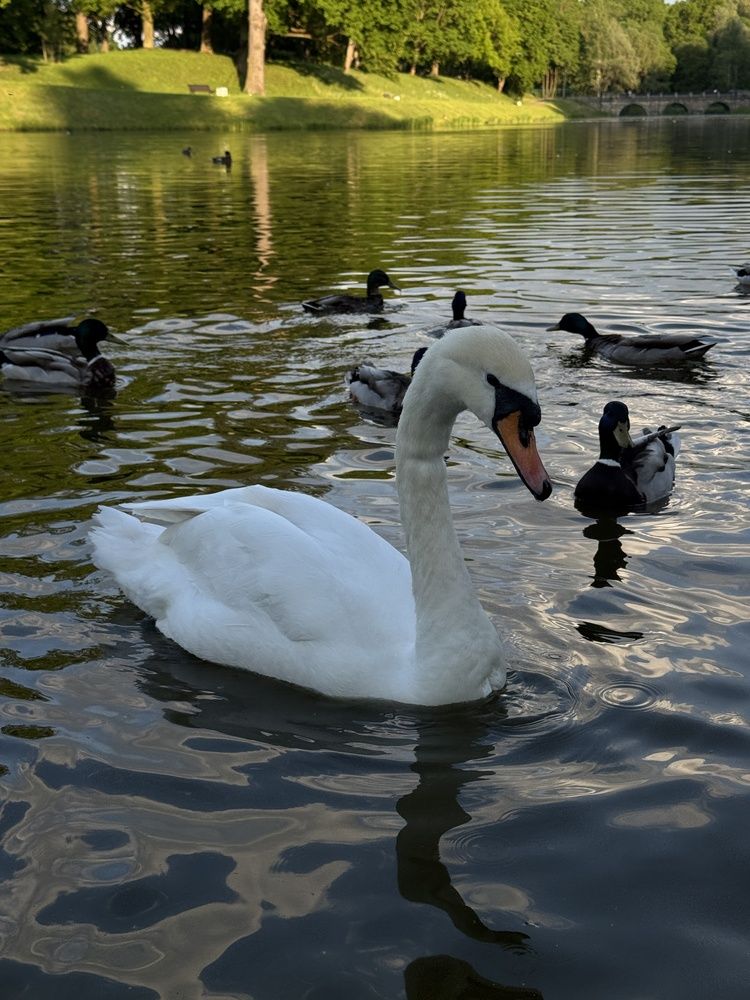 Photograph by Юлия Ханналайнен