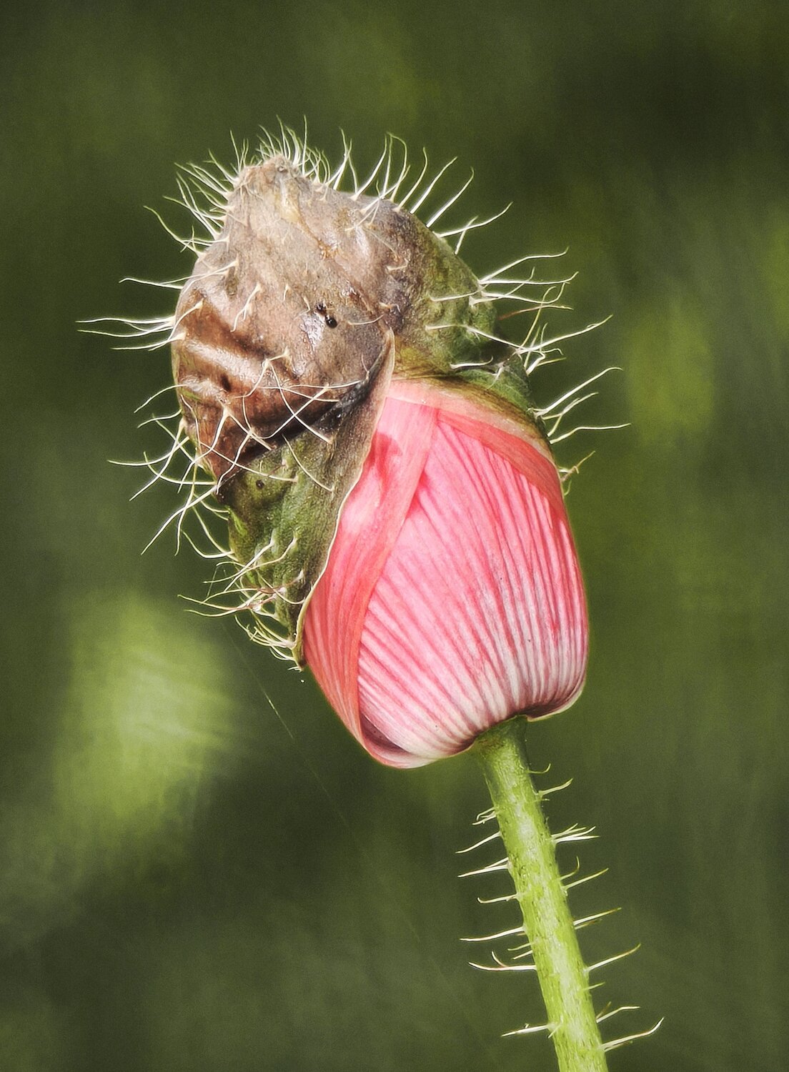 Poppy