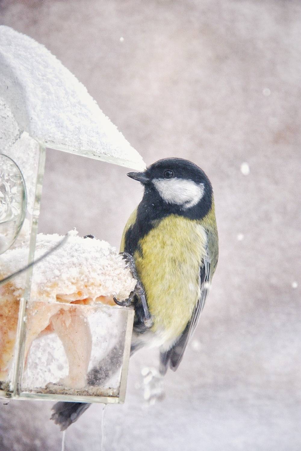 Photo #13696960