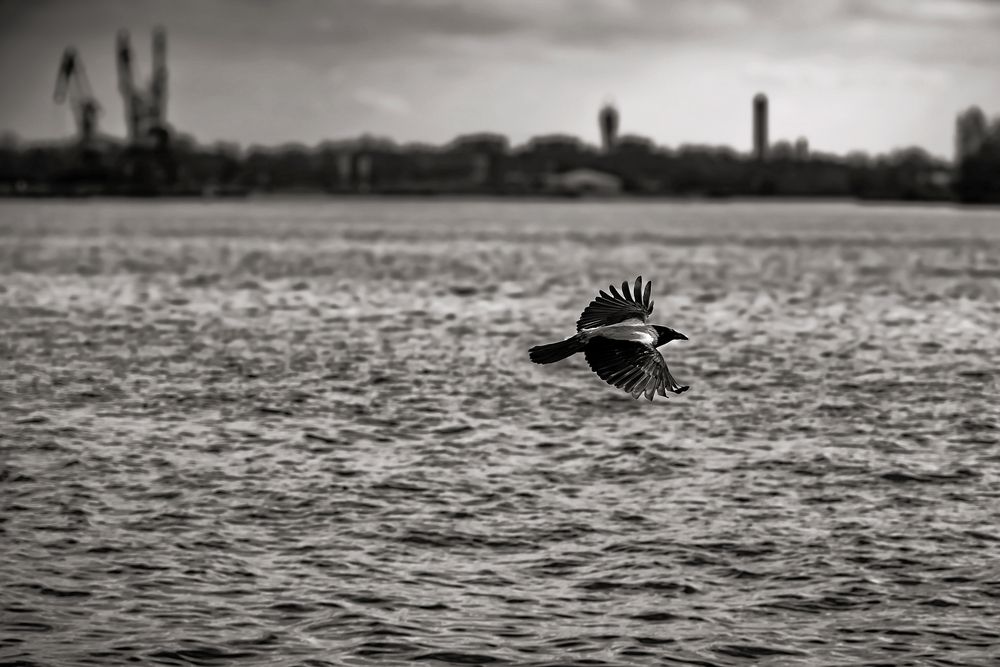 City harbor guard