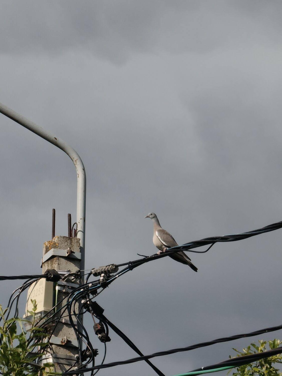 Photo #13697131