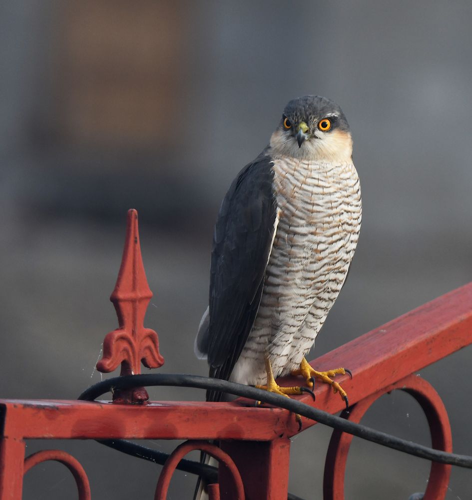 Photograph by Елена Гасенко