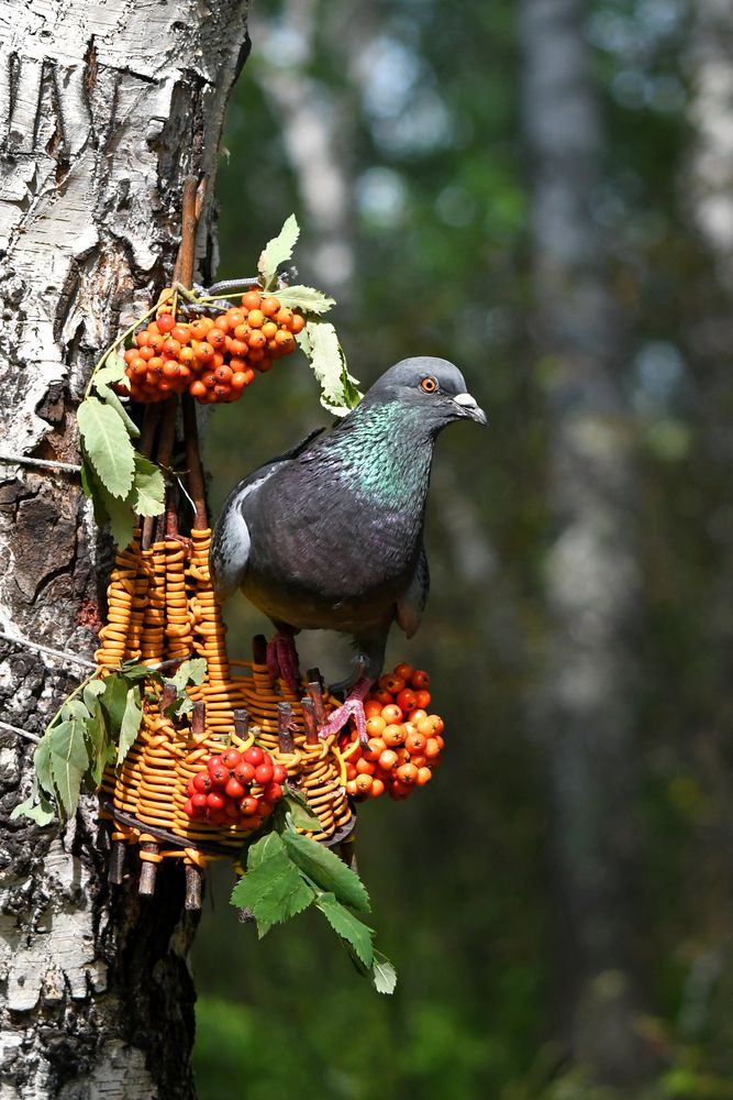 Photograph by Елена Гасенко