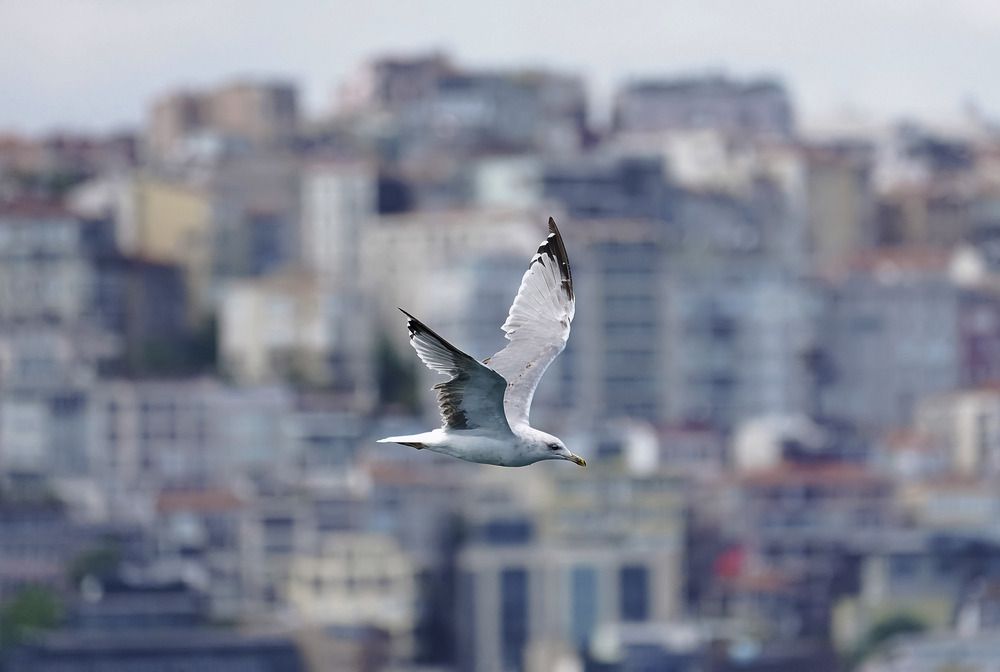 Photograph by Raed Victor Saad