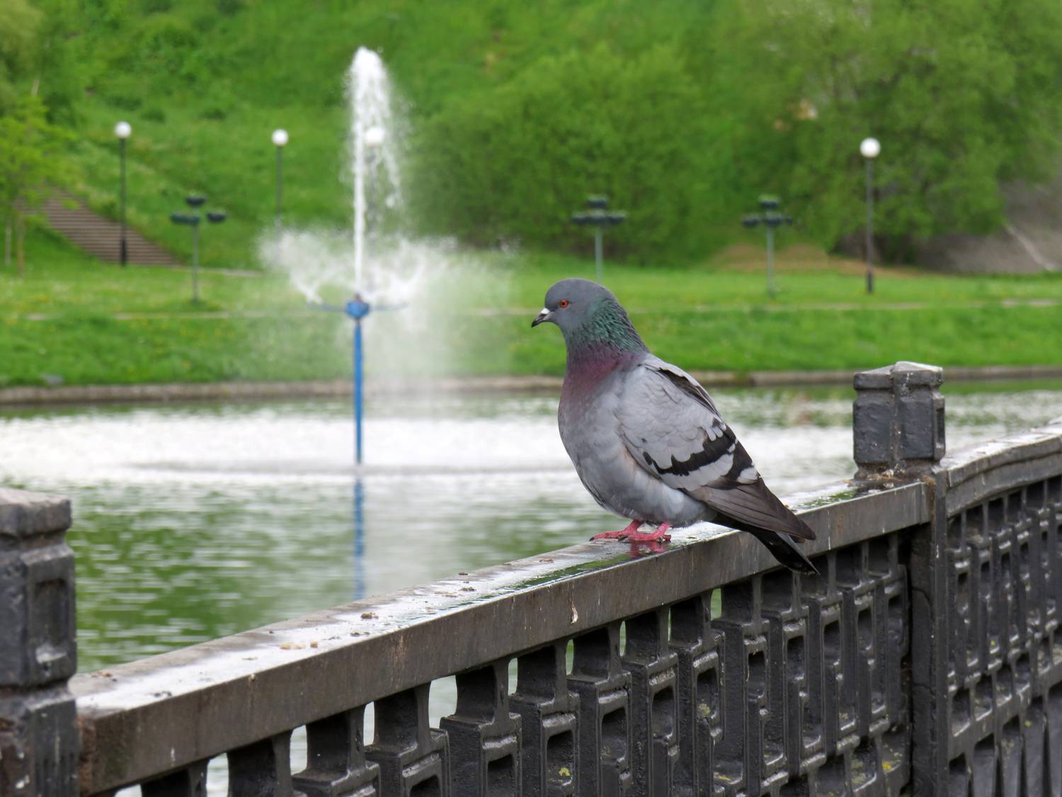 Pigeon