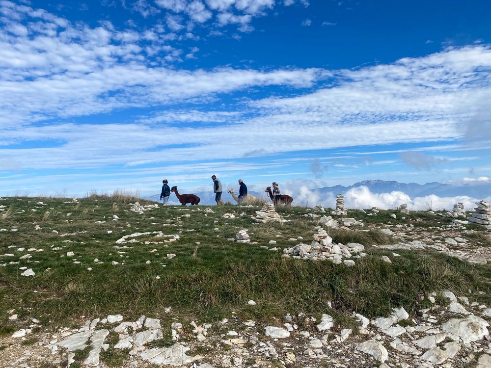 Alpaca farmers in the mountains