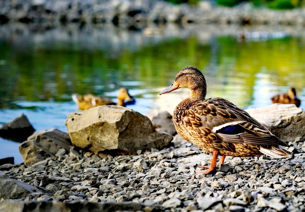 Photograph by Ридель Натали