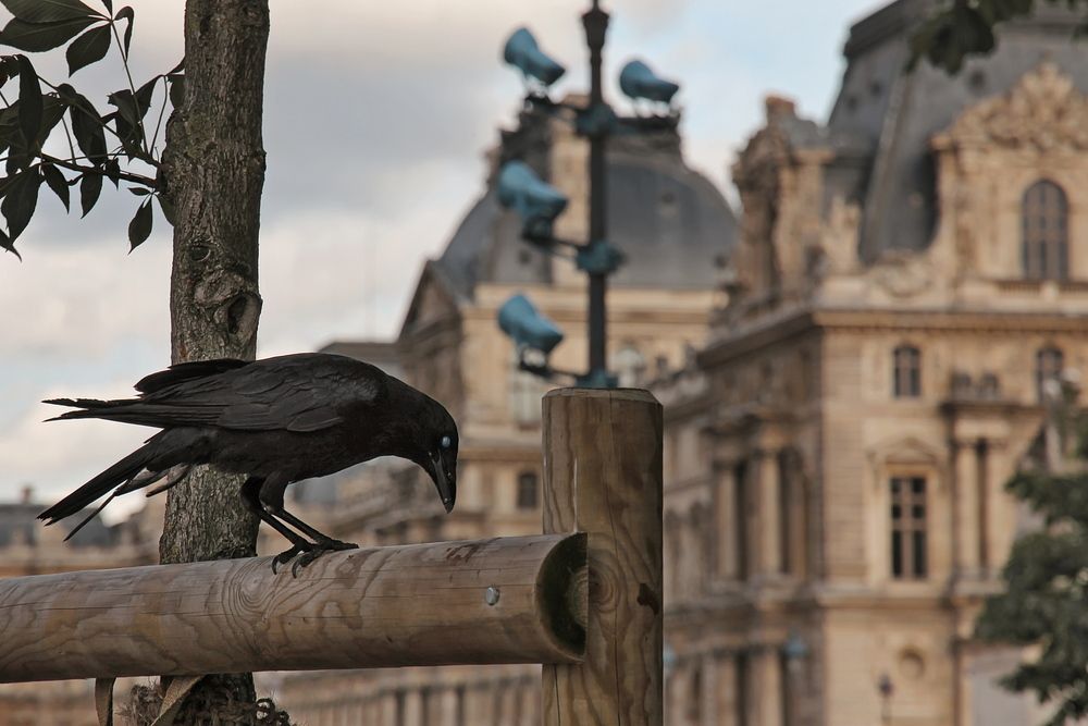 PARIS, на фоне Лувра...