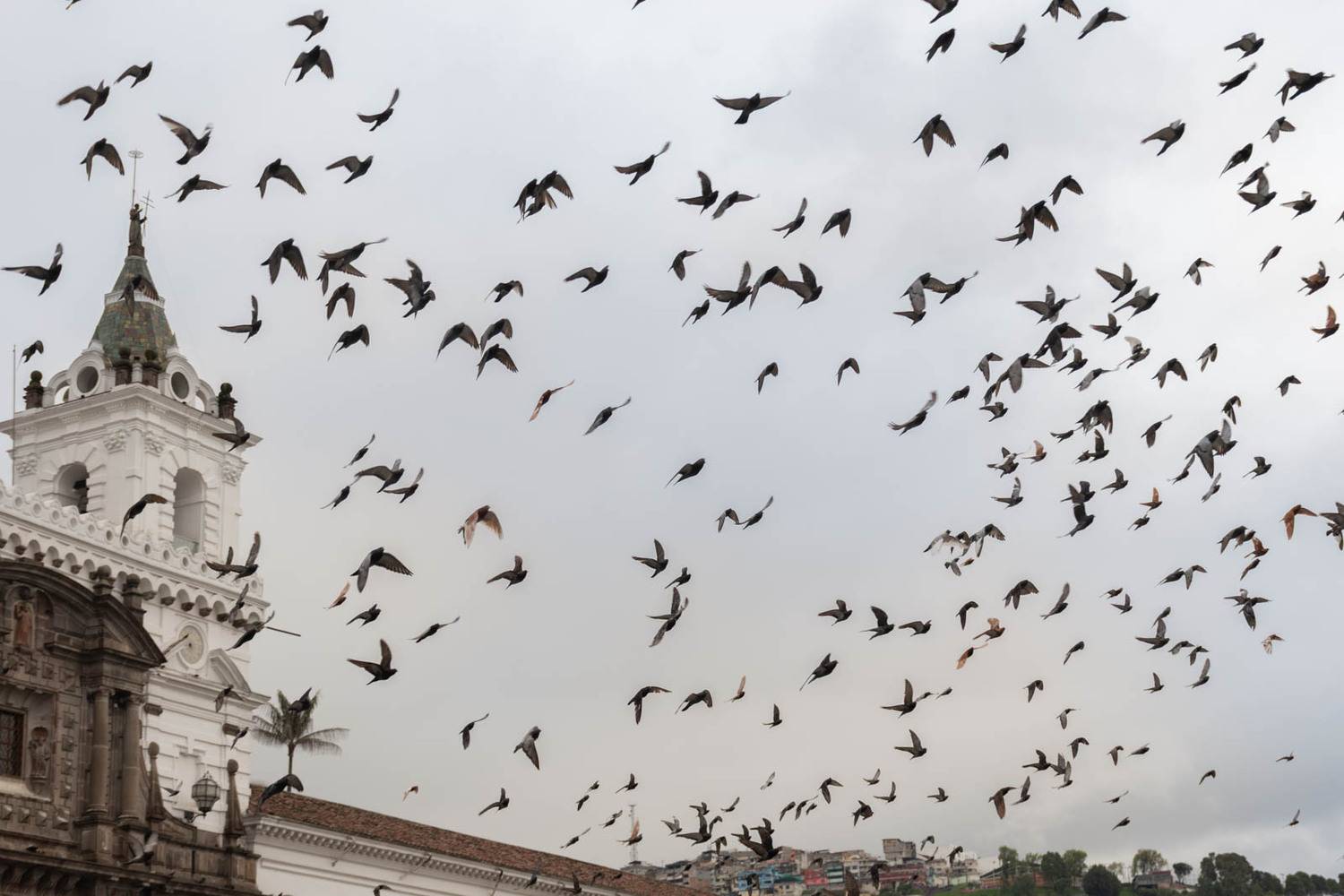 Photo #13697845