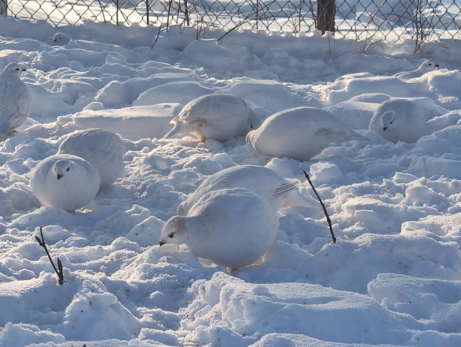 Photo #13697935