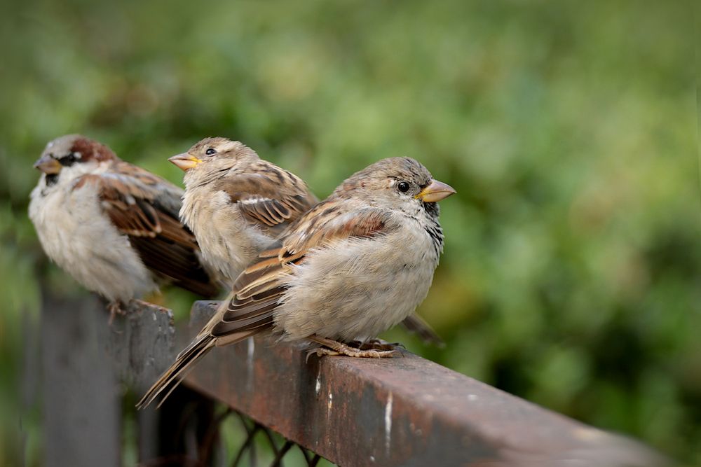 Photograph by Шруб (Беляева) Татьяна