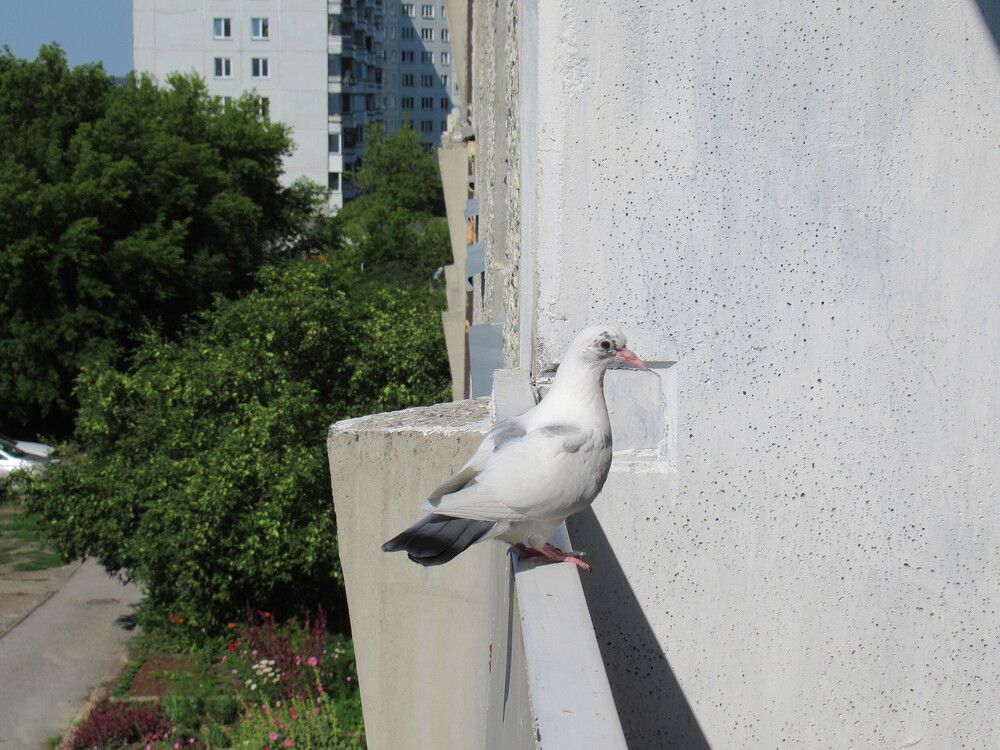 Нежданный гость.
