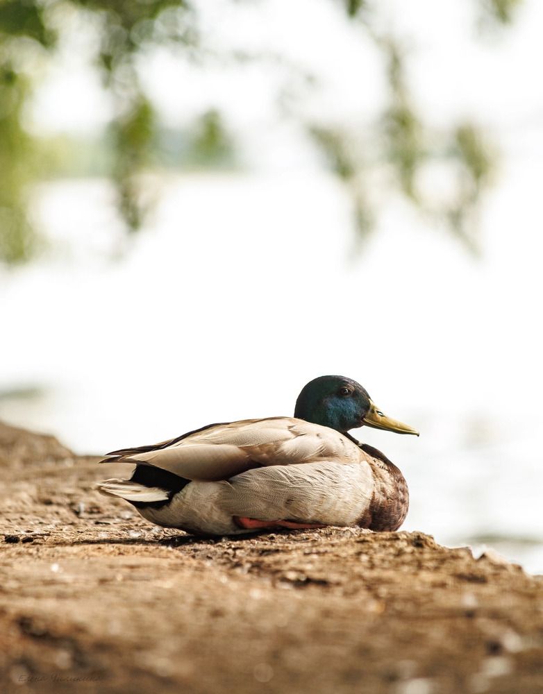 Photograph by Elena Chilikina