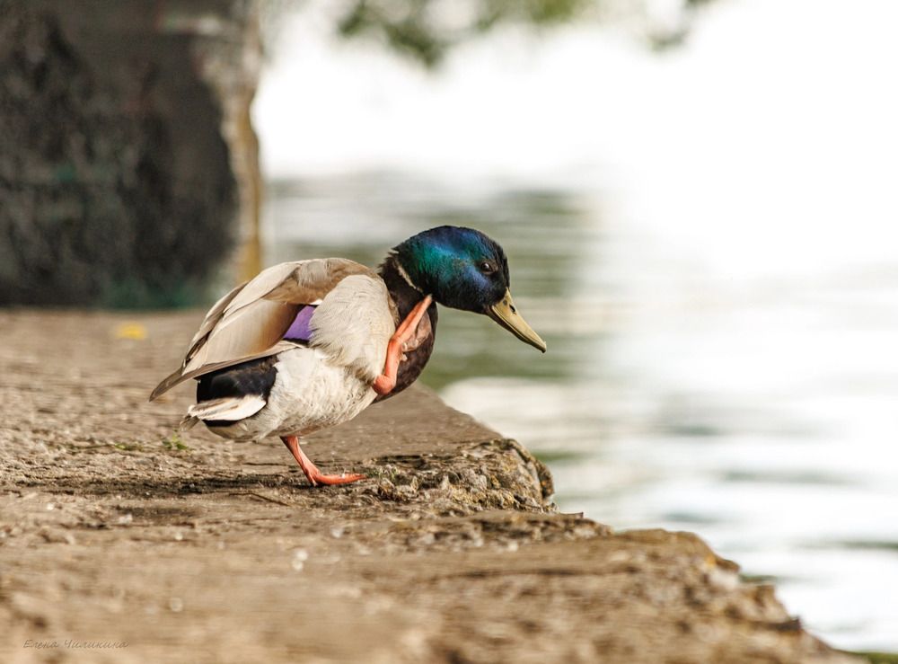 Photograph by Elena Chilikina