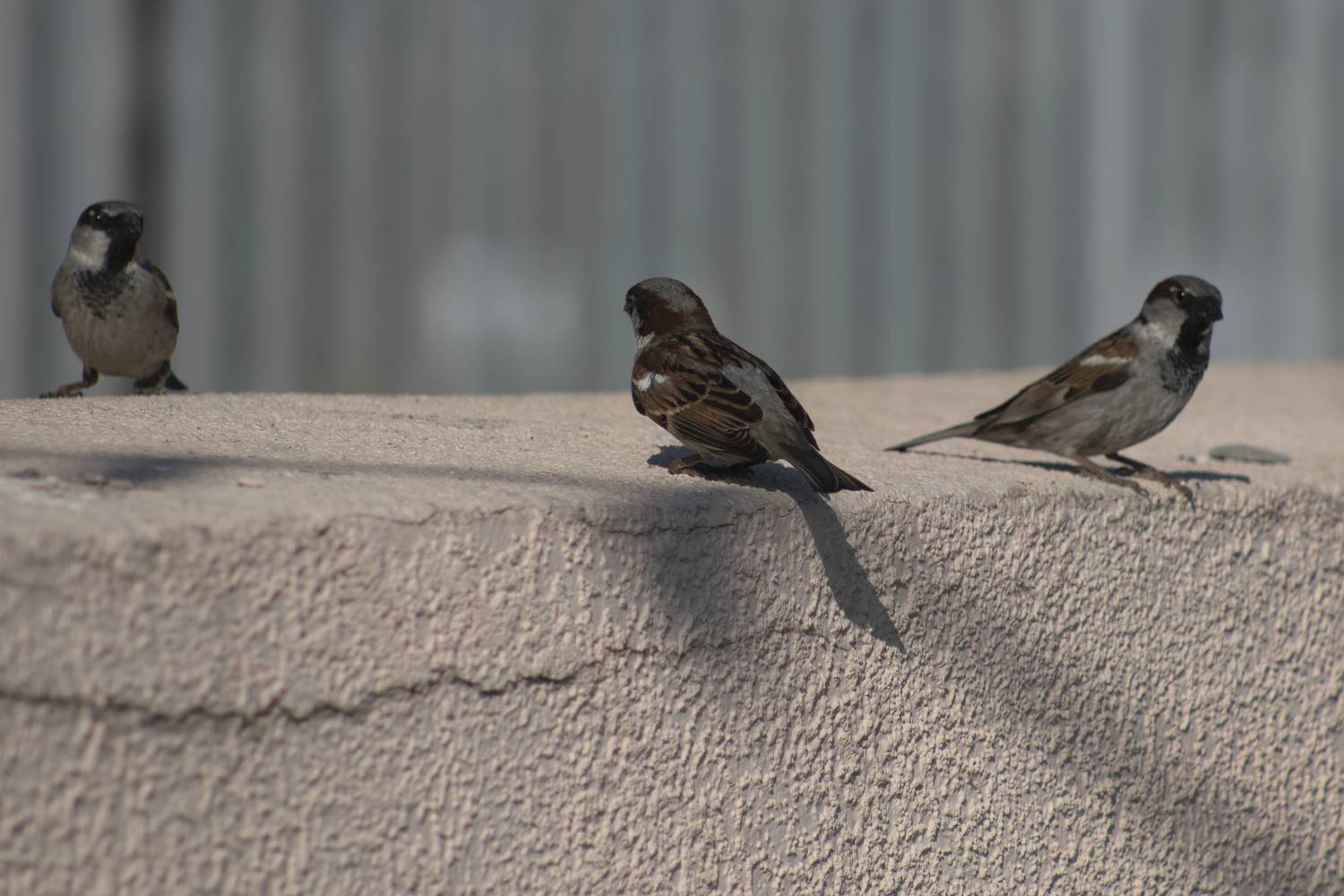 Photo #13698308