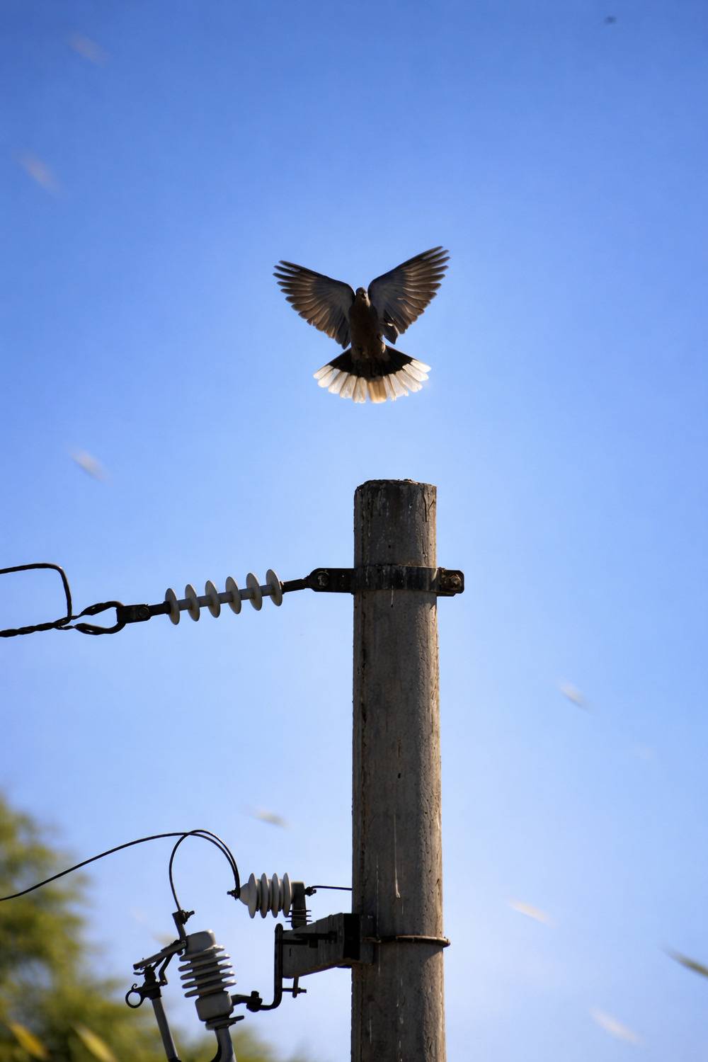 Photo #13698350