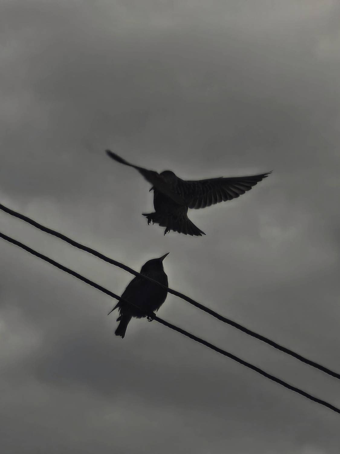 Photo #13698411