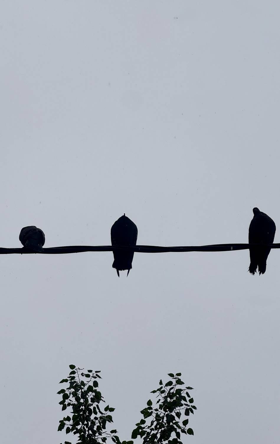 Photo #13698569