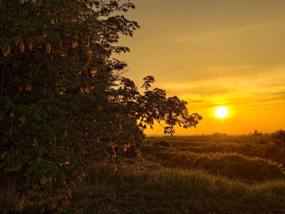 Golden Evening