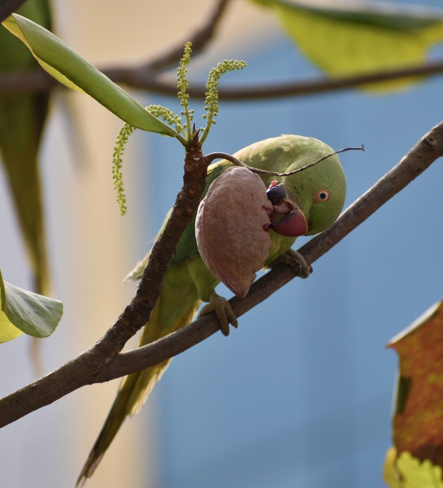 City Forager