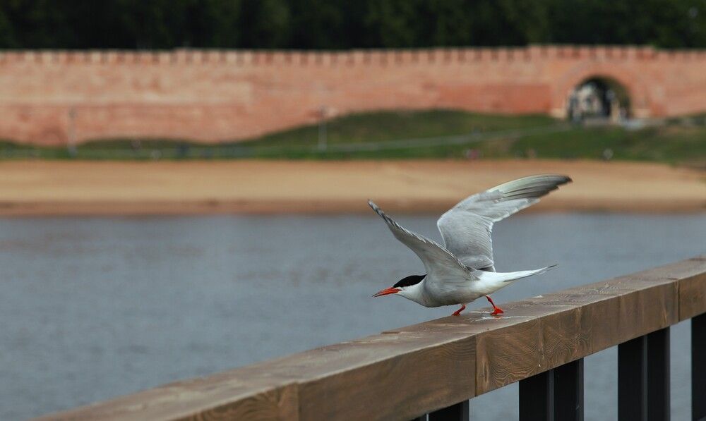 Photograph by Артём Мамонтов