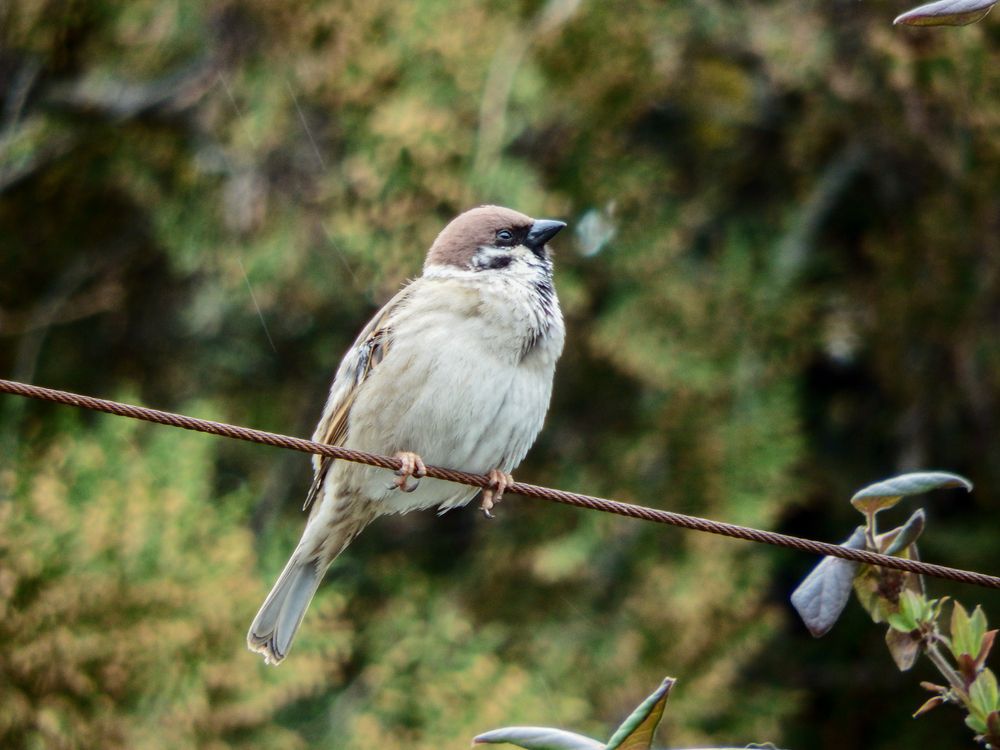 Photo #13698722