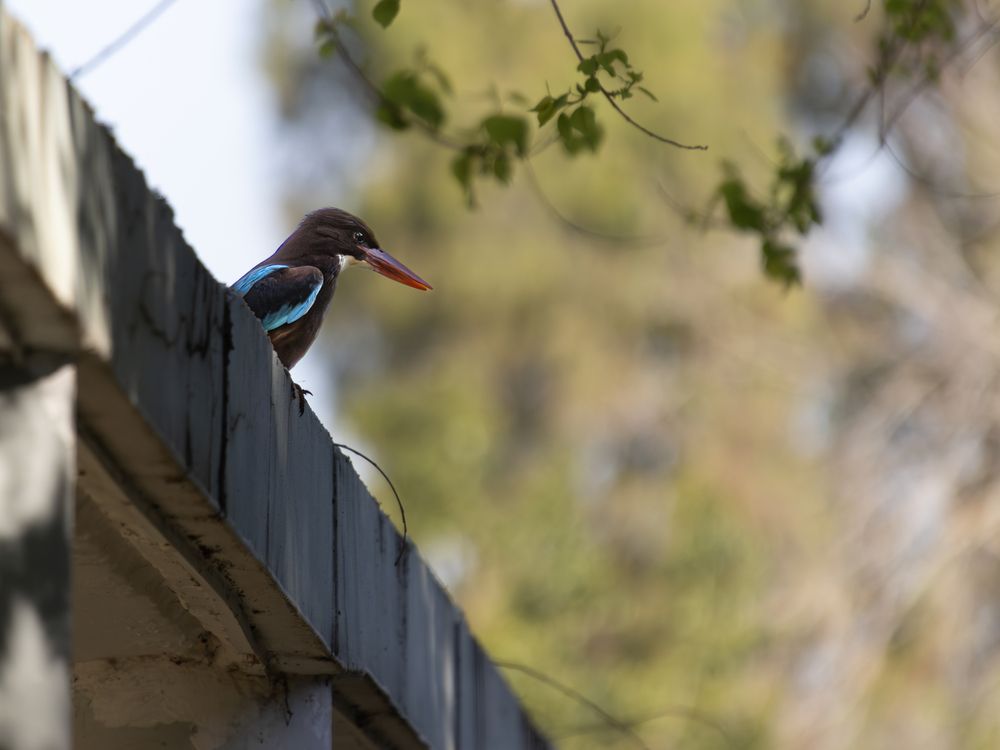 Photo #13698750