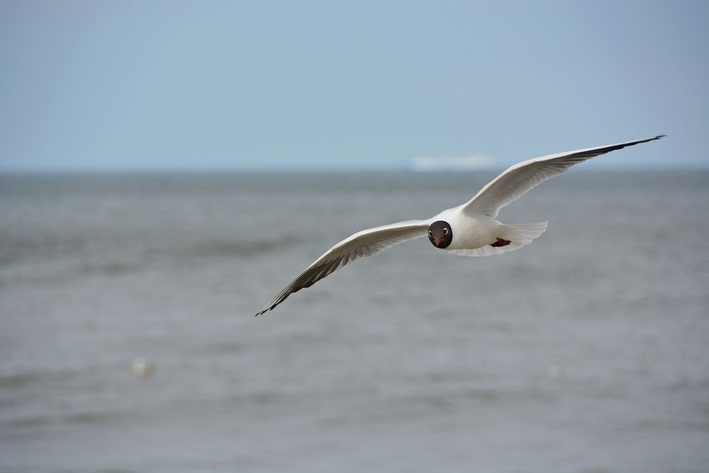 Photo #13698772