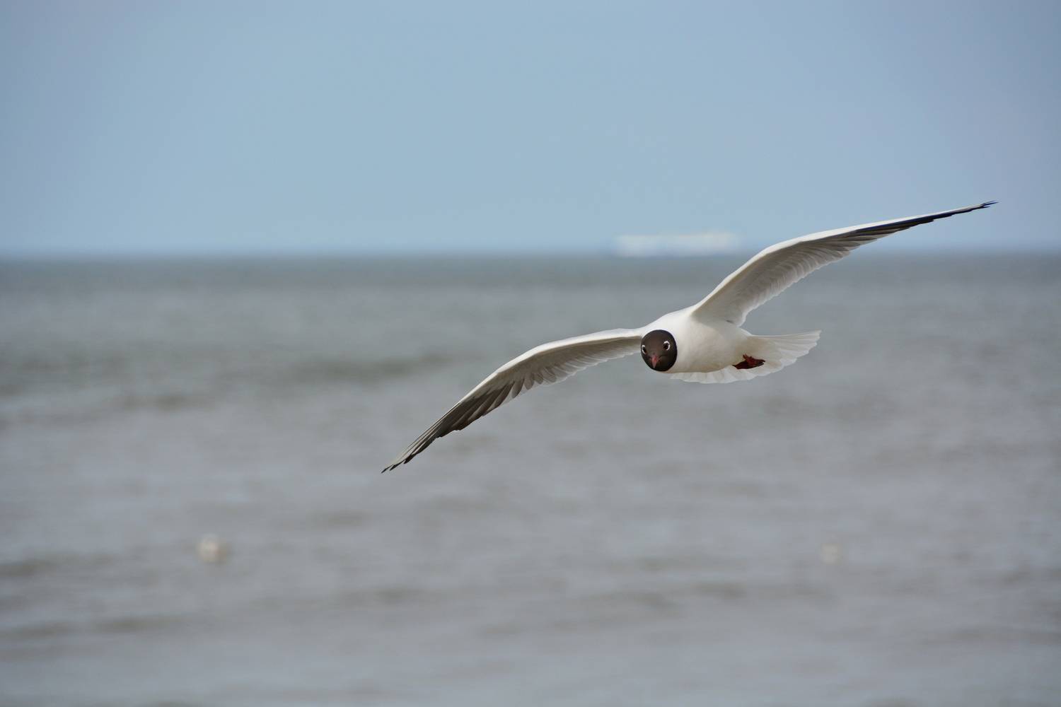Photo #13698772