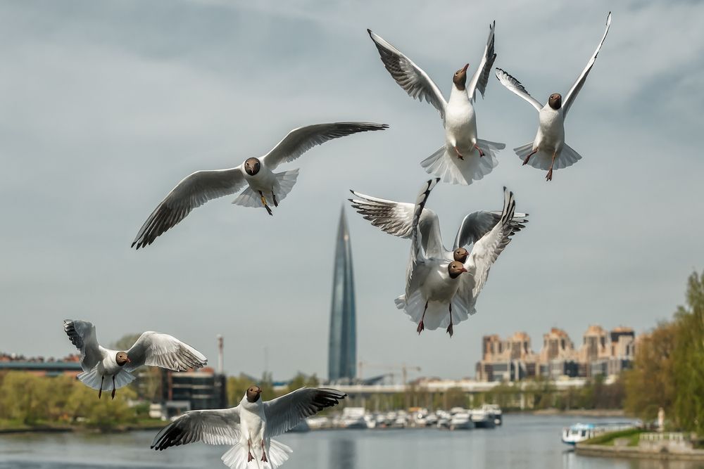Photograph by Владимир Колесников