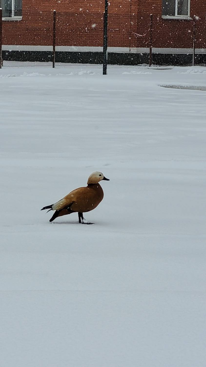 Photo #13698845