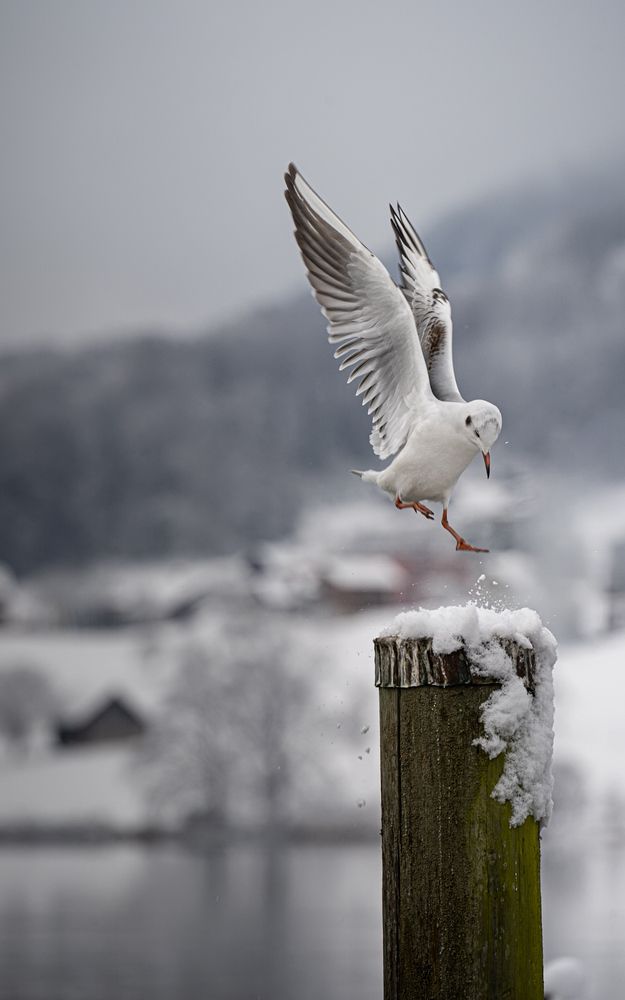 Urban Wings