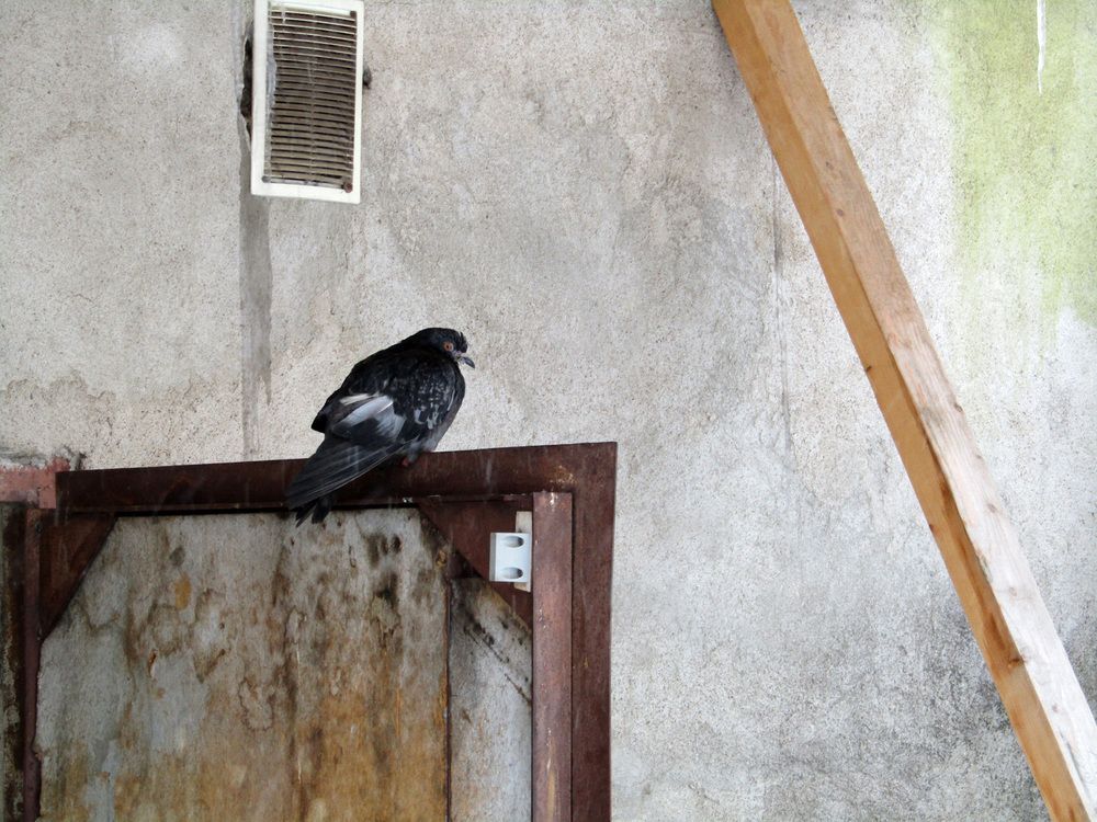 Photo #13698946