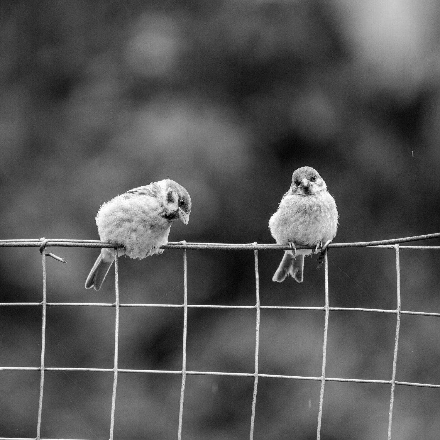 Photo #13699031