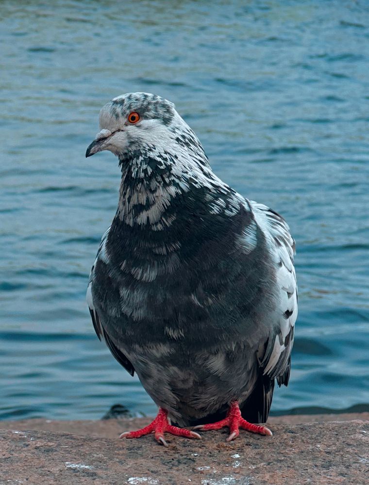 Photograph by Алина Подгорная-Стукун