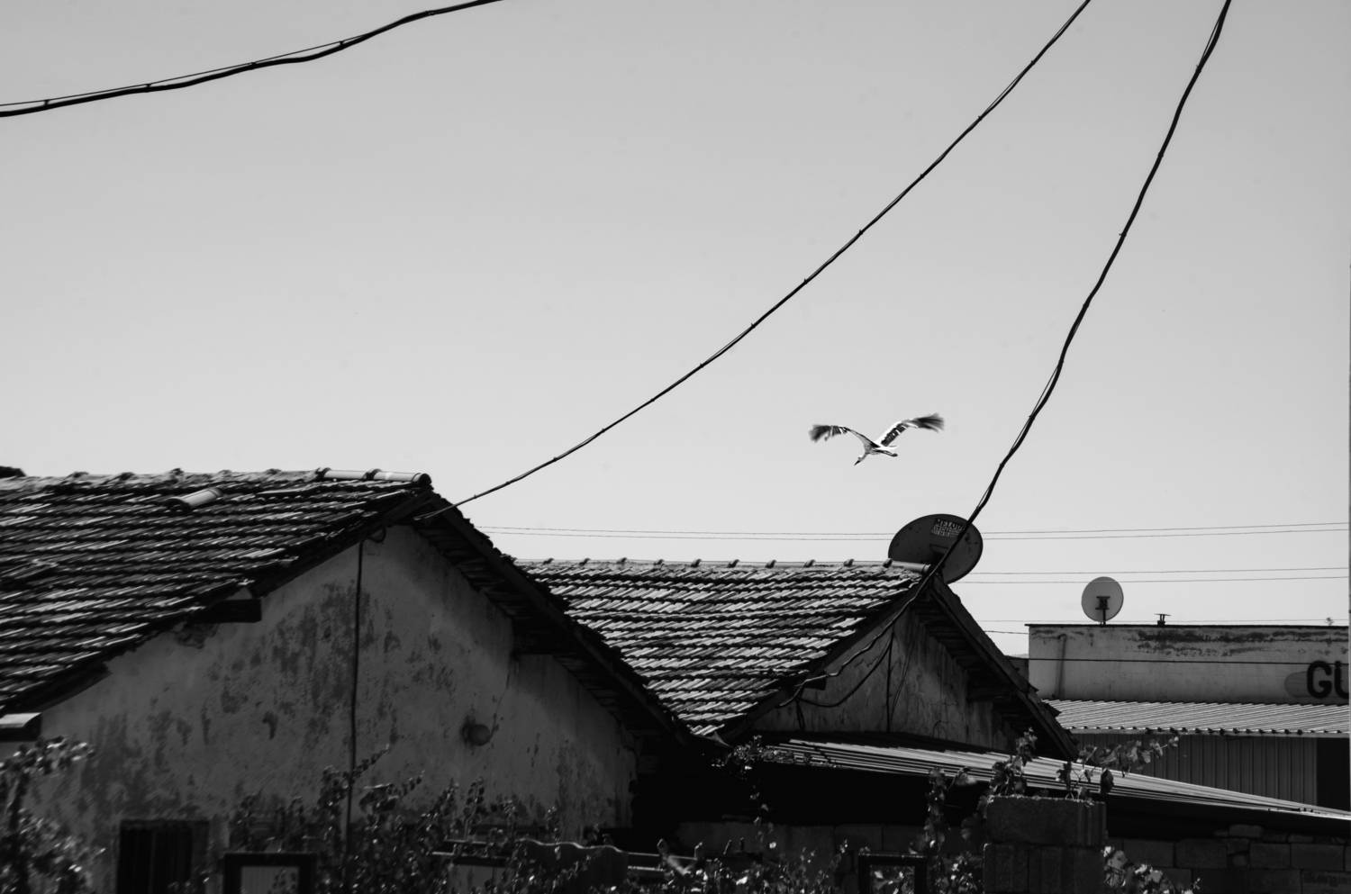 Photo #13699239