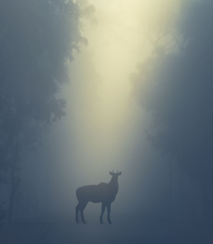 Whispers of the Wild