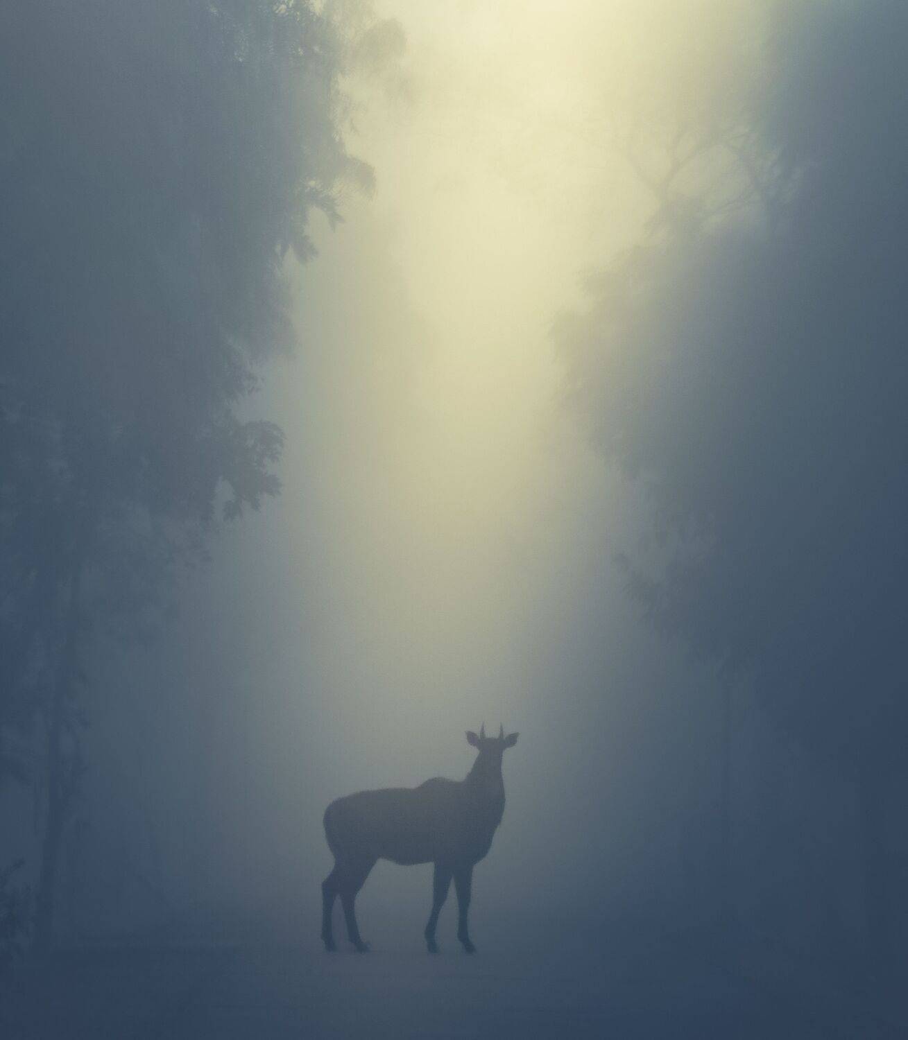 Whispers of the Wild