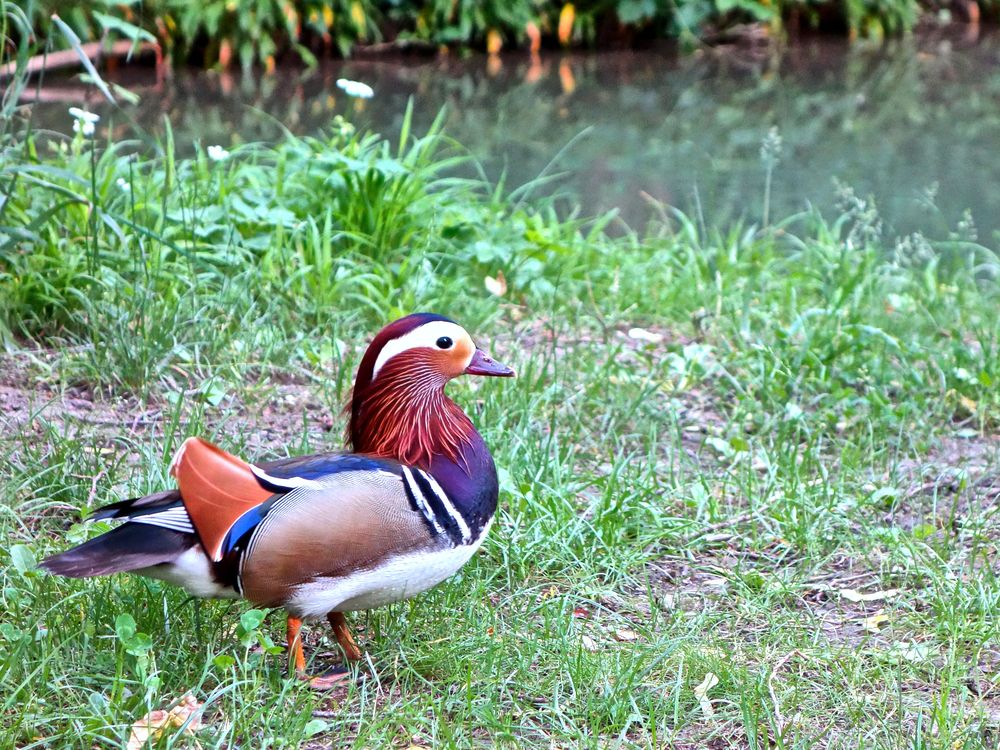 Pato Colorines
