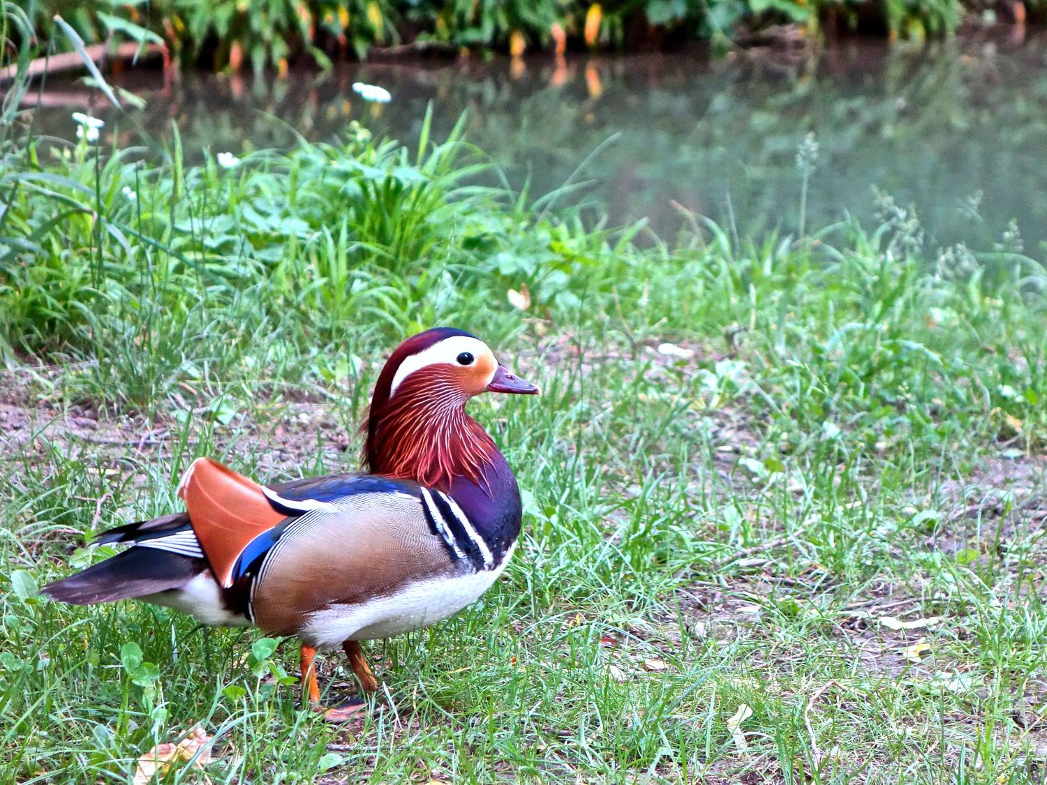 Pato Colorines