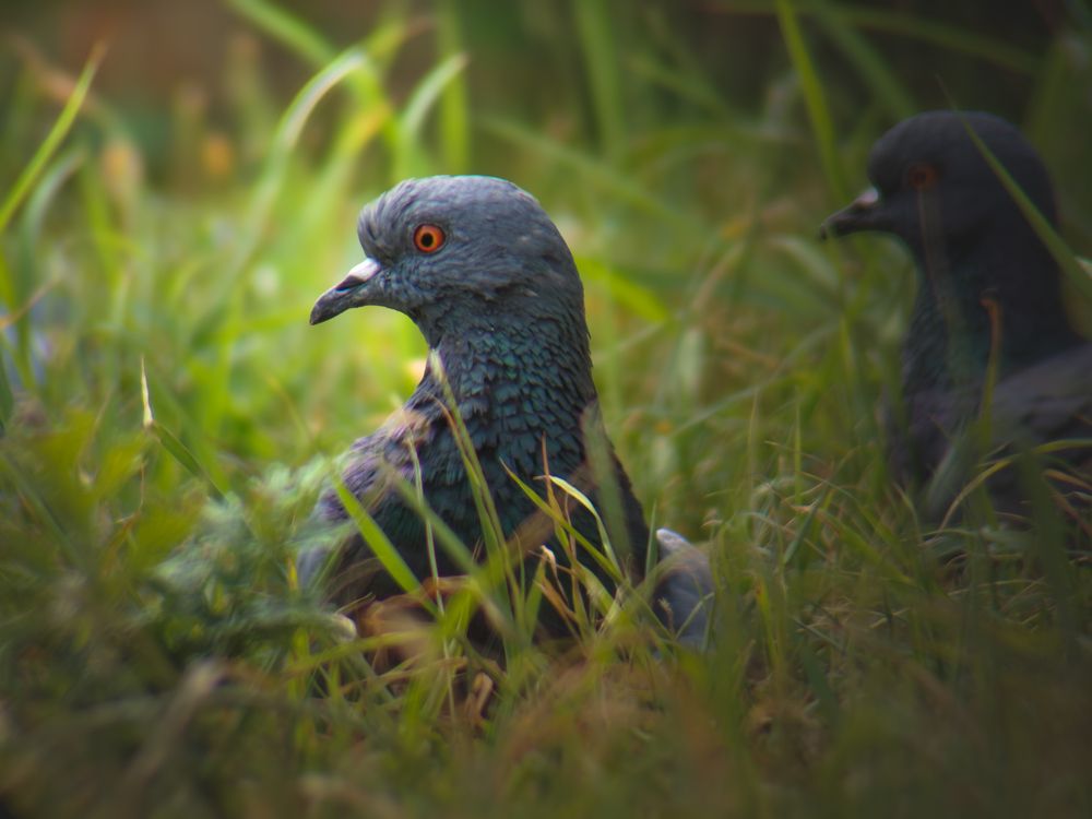 Nature\'s neighbour