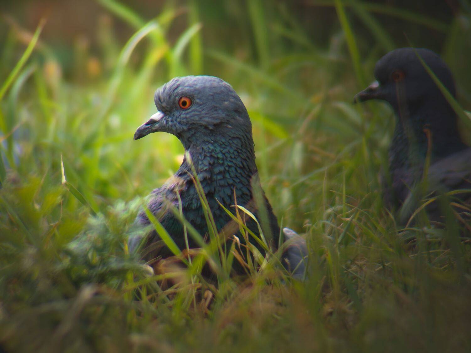 Nature\'s neighbour