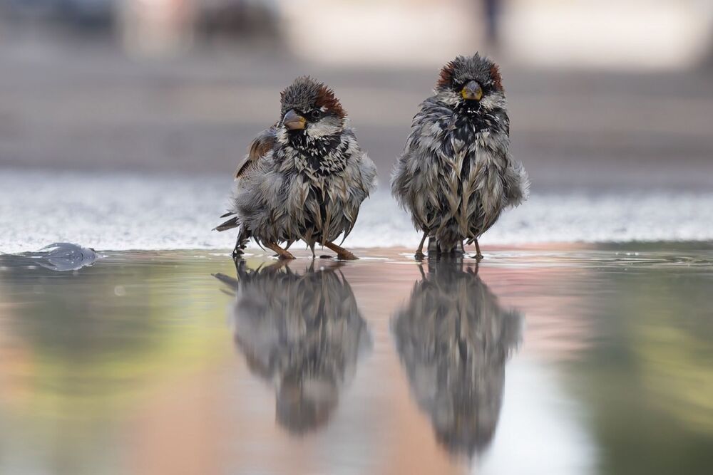Photograph by Ruslan Pl